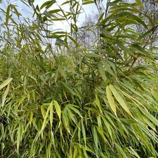 Fargesia robusta formidable for sale  GLASGOW
