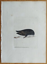 Shearwater petrel foglio usato  Spedire a Italy