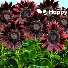 Sunflower chocolate seeds for sale  DONCASTER