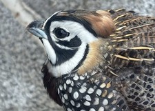 Mearns quail eggs for sale  WELLINGTON