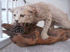Taxidermy bobcat full for sale  Rancho Santa Margarita