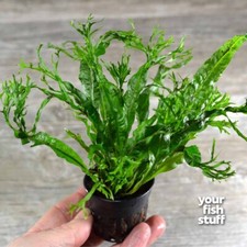 Java fern windelov for sale  Lebanon