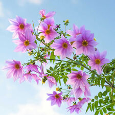 Tree dahlia imperialis for sale  WOLVERHAMPTON