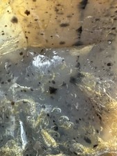 montana agate for sale montana agate for sale Roseburg