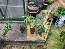 Alocasia portei zebra for sale  YORK