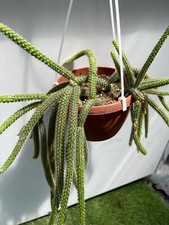 Aporocactus flagelliformis cod usato  Maddaloni