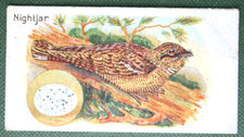 Nightjar egg vintage for sale  DERBY