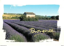Fleurs champs lavande d'occasion  Fruges