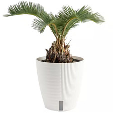 Cycas revoluta sago for sale  Los Angeles