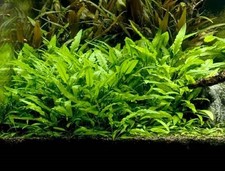 Plants cryptocoryne lutea for sale  SCUNTHORPE