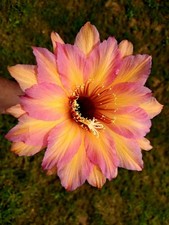 Trichocereus echinopsis ibrido usato  Spedire a Italy