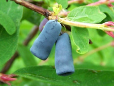 8 graines de Baie de Mai (Lonicera Caerulea Kamtschatica)H415 HONEYBERRY SEEDS comprar usado  Enviando para Brazil