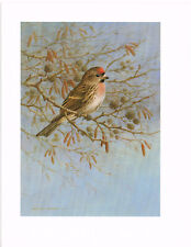 Lesser redpoll bird for sale  DEREHAM