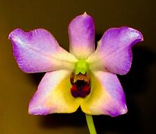 Dendrobium species trantuanii gebraucht kaufen  Augsburg