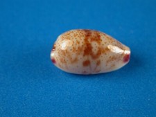 Cypraea fimbriata waikikiensis for sale  Kapolei