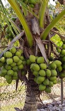 King coconut puerto for sale  USA