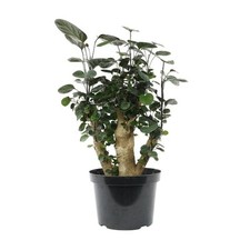 Aralia fabian stump for sale  Los Angeles