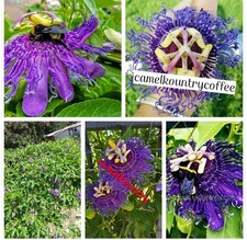 Purple passion flower for sale  Kemp