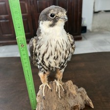 Deko greifvogel adler gebraucht kaufen  Vettweiß