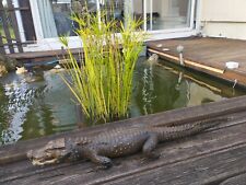 Crocodile naturalise taxidermi d'occasion  Audenge