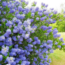Ceanothus skylark californian for sale  NORTHWICH