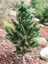 Sherwood compact bristlecone for sale  Vancouver