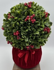 Boxwood red berry for sale  Cleveland