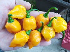 Semi peperoncino trinidad usato  Italia