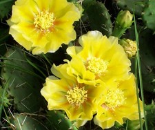 Lot prickley pear for sale  Lenox