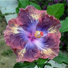 Exotic rare hibiscus for sale  Goldsboro