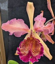 cattleya for sale cattleya for sale Mountain View