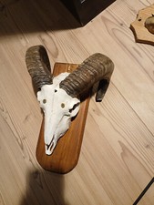 Widderschädel widder mufflon gebraucht kaufen  Bad Soden-Salmünster