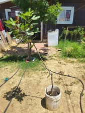 Olympian fig tree for sale  Selma