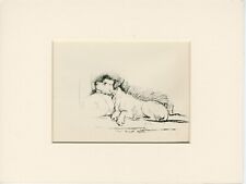 Jack russell terrier for sale  COLEFORD