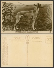 Greyhound grey hound for sale  UK