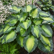 Hosta beyond glory for sale  Oak Creek