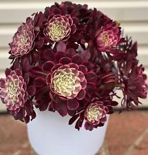 AU STOCK AEONIUM VARIEGADA "SUPER PINTURA A TINTA" PLANTAS SUCULENTAS ENRAIZADAS 8-27 comprar usado  Enviando para Brazil