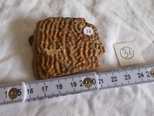 .os vertebre fossile. d'occasion  Sainte-Maxime