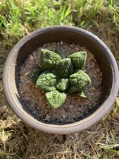 Ariocarpus godzilla seedling for sale  Sherman Oaks