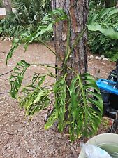 Monstera adansonii node for sale  Englewood