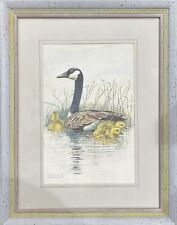 Canada goose family for sale  Brooklyn