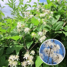 Clematis vitalba clématite d'occasion  Pouzauges