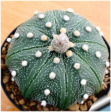 Semi astrophytum asteralis usato  Nizza di Sicilia