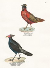 Fasan pheasant phasianus d'occasion  Expédié en France