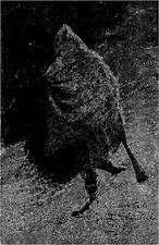 Illustree homme cul d'occasion  Vasles