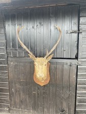 Large taxidermy stag for sale  LEICESTER