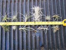 Variety pack bromeliad for sale  Goleta