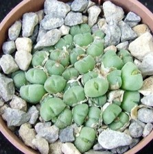 Conophytum hians 3.8cm for sale Conophytum hians 3.8cm for sale  EASTBOURNE