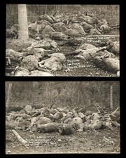 Conjunto de 2 ~ 192 cordeiros mortos em uma noite por dois cães, cartões postais com fotos reais, usado comprar usado  Enviando para Brazil