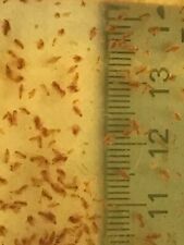 Live daphnia magna for sale  Katy